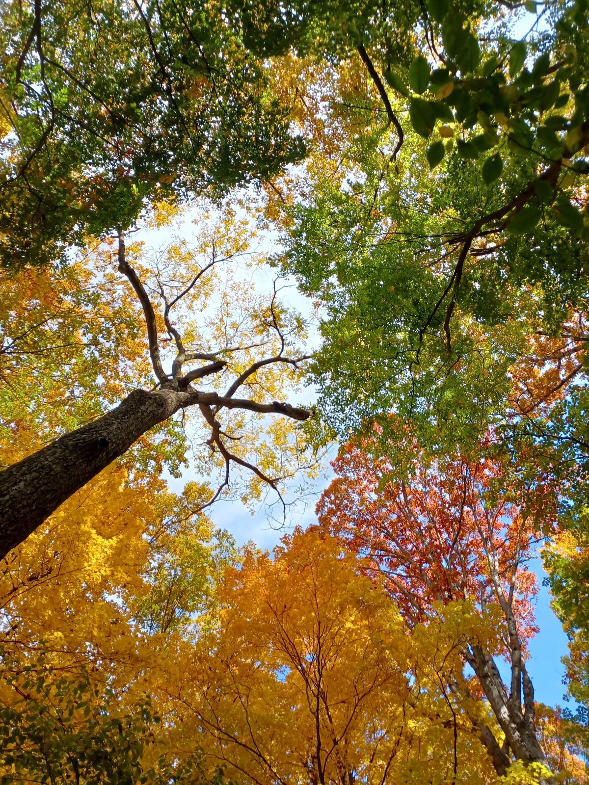 Fall Color Walk - Tenhave Woods