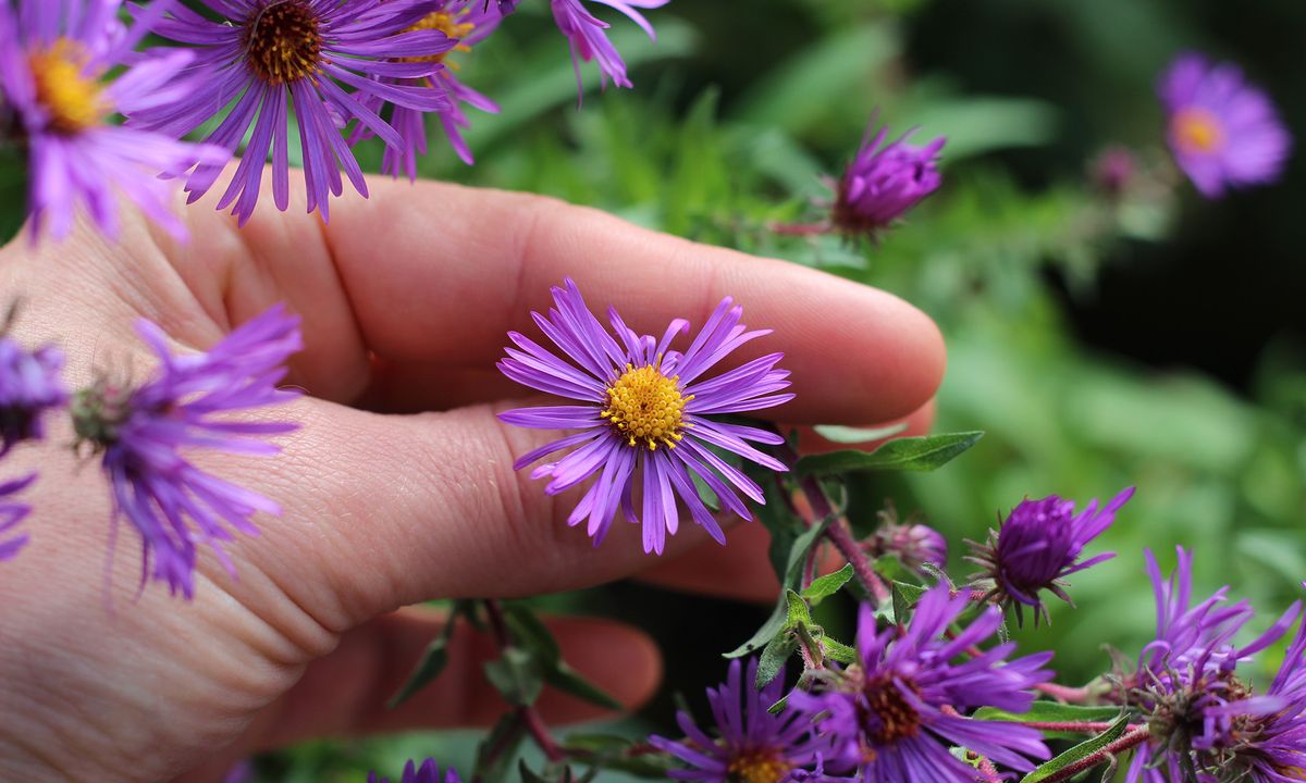 Asters and Orchids Hike