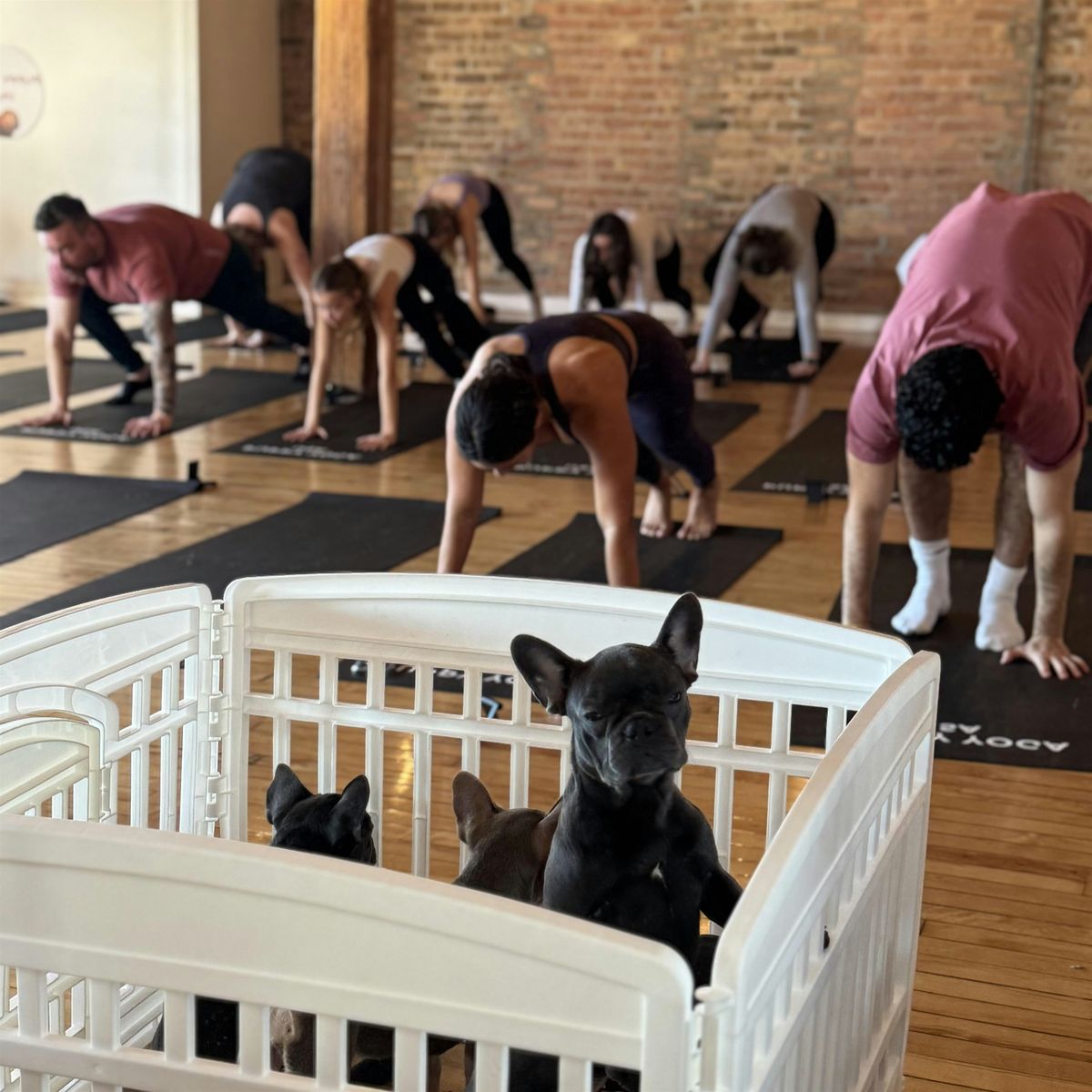 Puppy Yoga USA  - Chicago