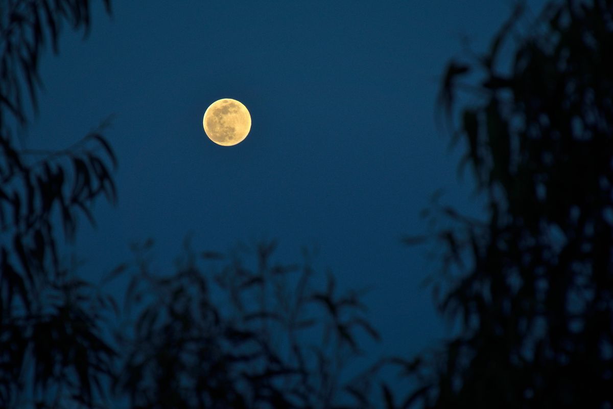 Full Moon Walk - Beaver Moon