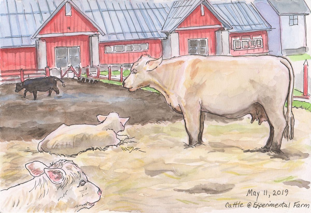 Sketching at the Experimental Farm\/ Food & Agriculture Museum