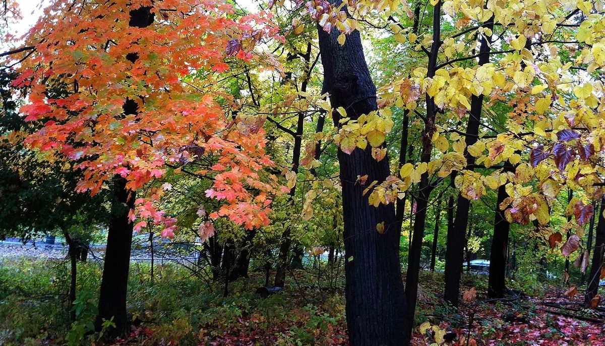 Fall Color Walk