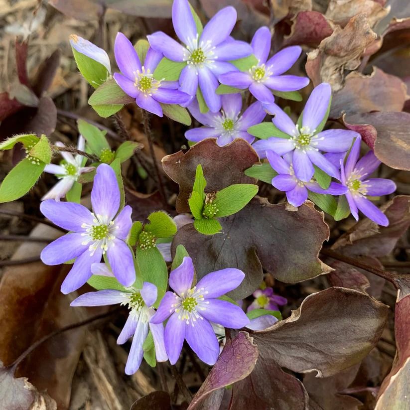 Spring Ephemeral Garden Walk