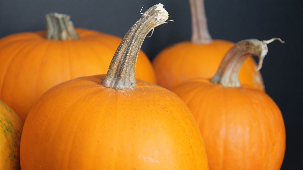 Fountain Hills Ward Harvest Gathering