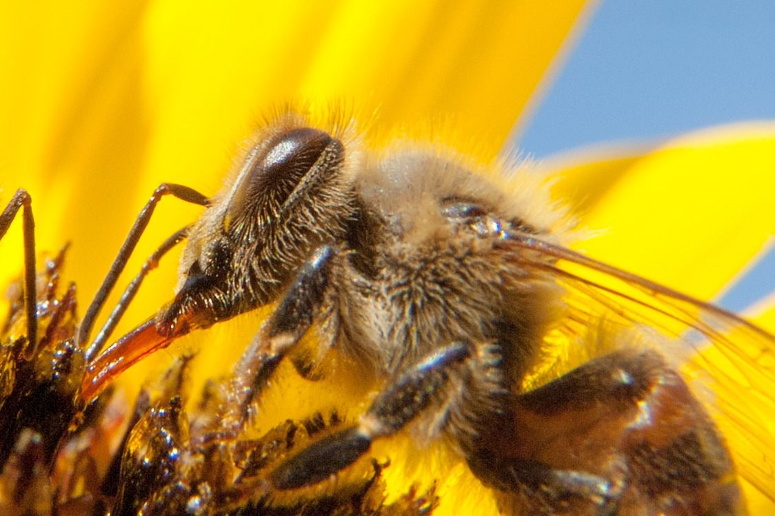 Beginning Beekeeping Class