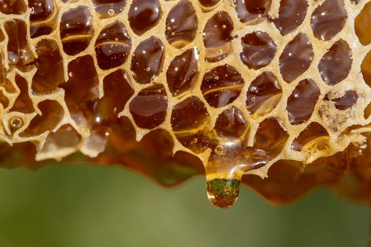 Harvesting Honey