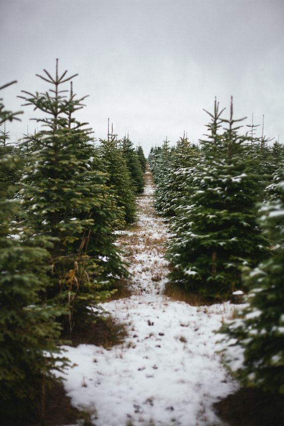 Tree Farm Mini Photo Session