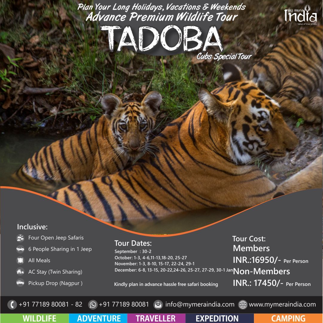 Tadoba  Adv Premium Wildlife Tour on 30-2 december,2024