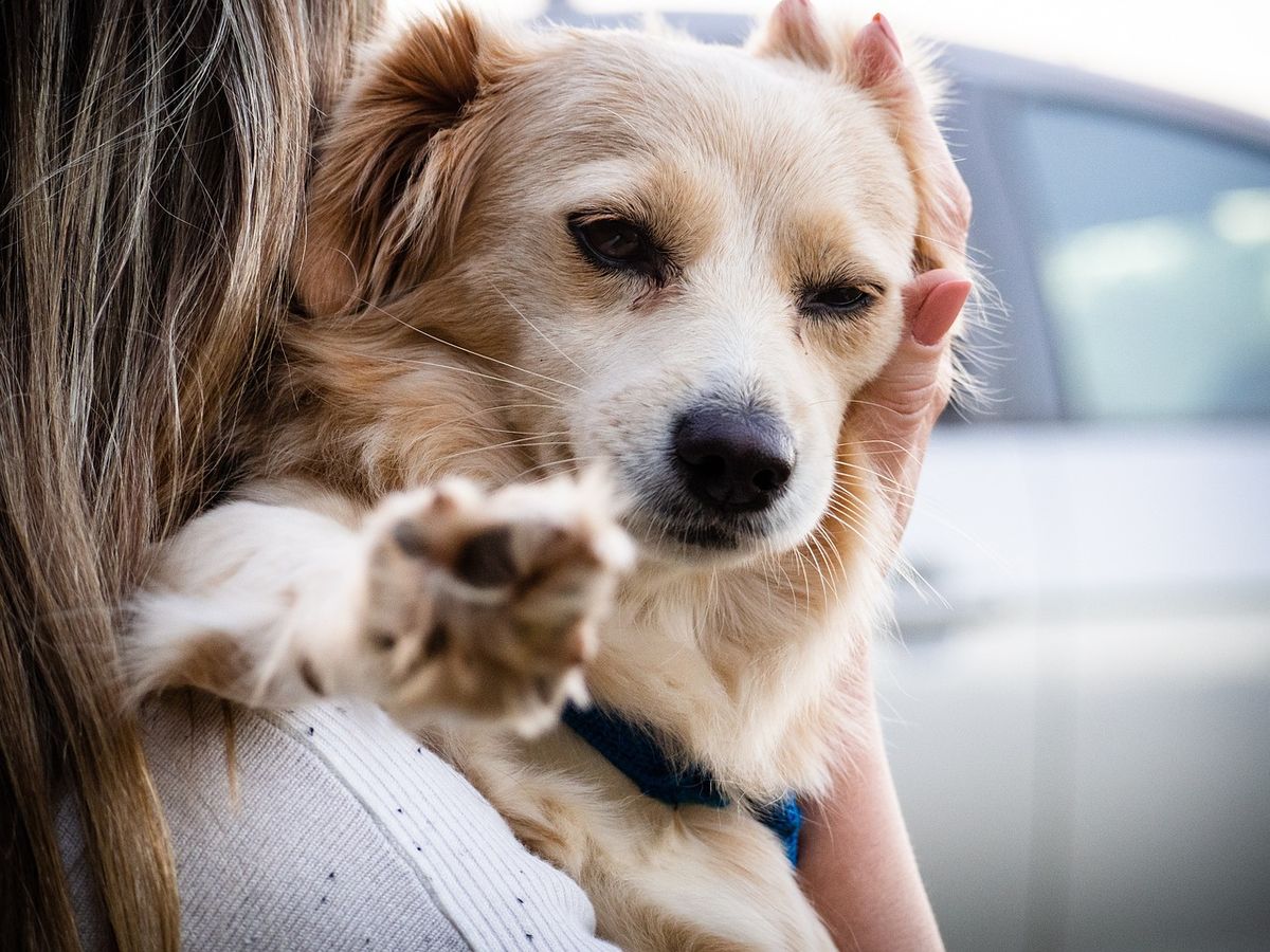 Animal Welfare Classes, Humble, TX!!