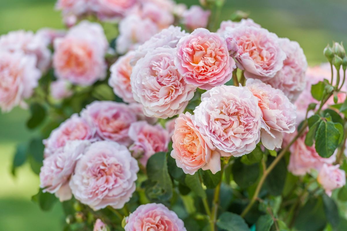 Rose Pruning with David Austin Roses