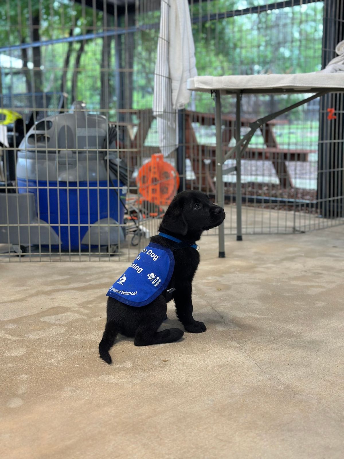 Do Good. Drink Good. Supporting Guide Dogs of Texas