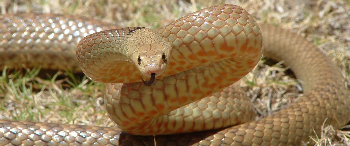 Snake Awareness with Geoff Coombe OAM