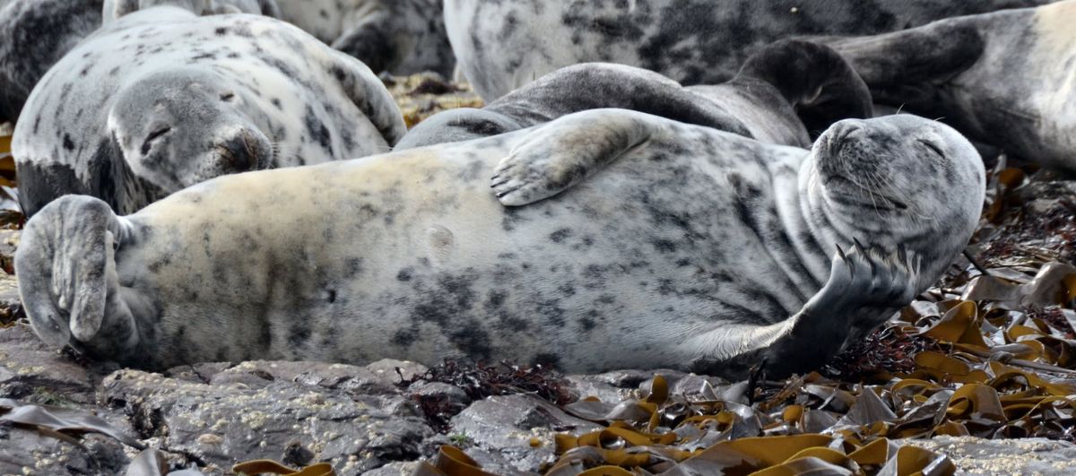 Lundy Island Trip 