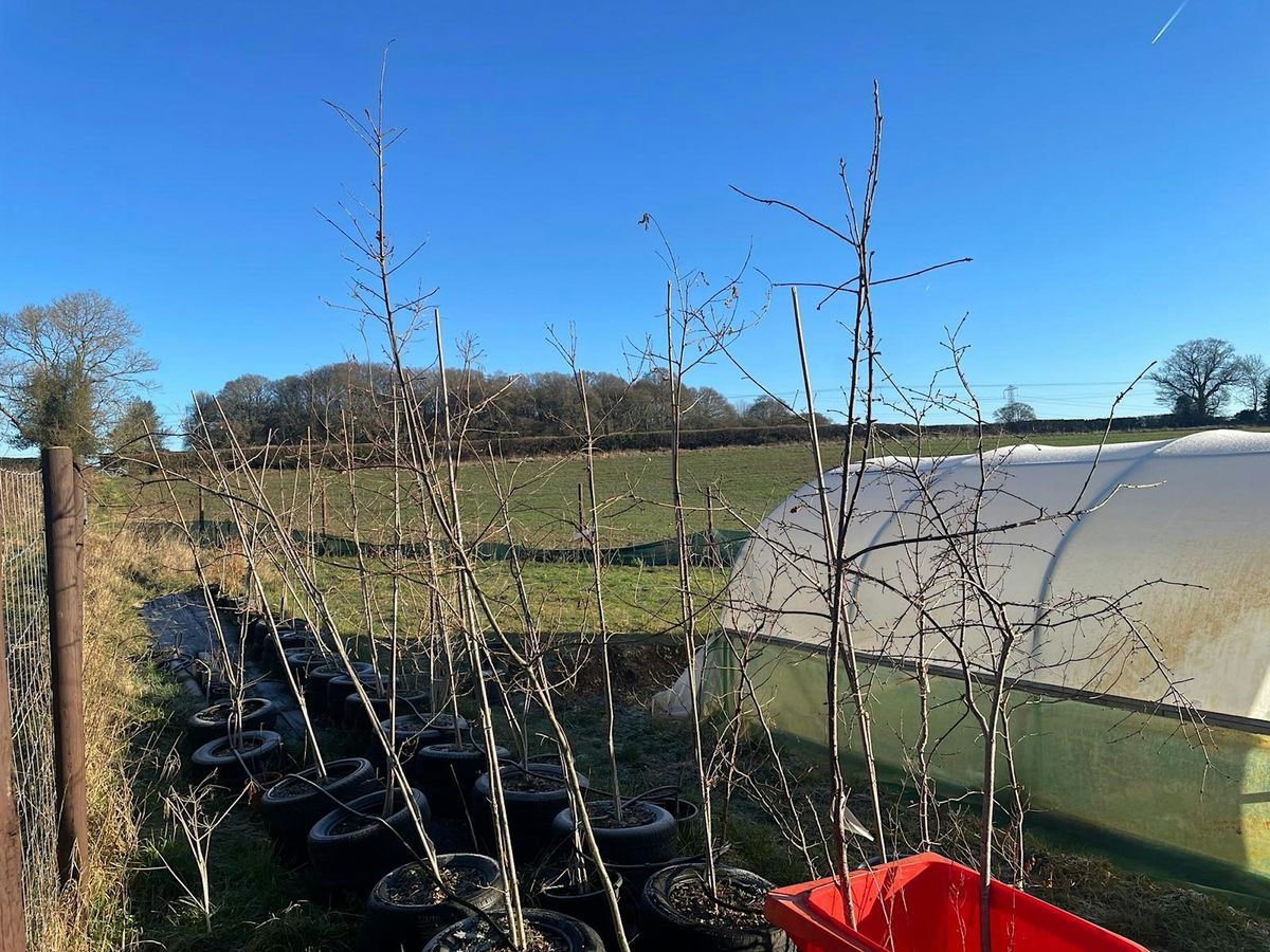 Treemendous Tree Nursery Titivations