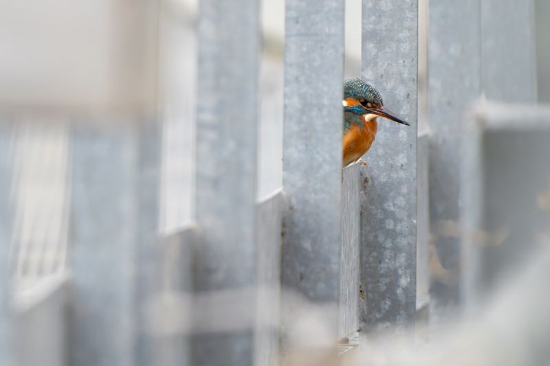 Ali nel Blu: Birdwatching al Canale di Calma