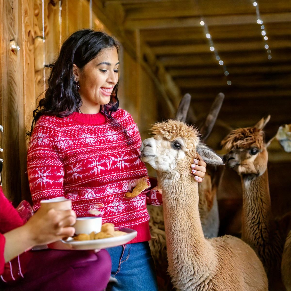 Christmas Eve Cookies & Cocoa with Alpacas