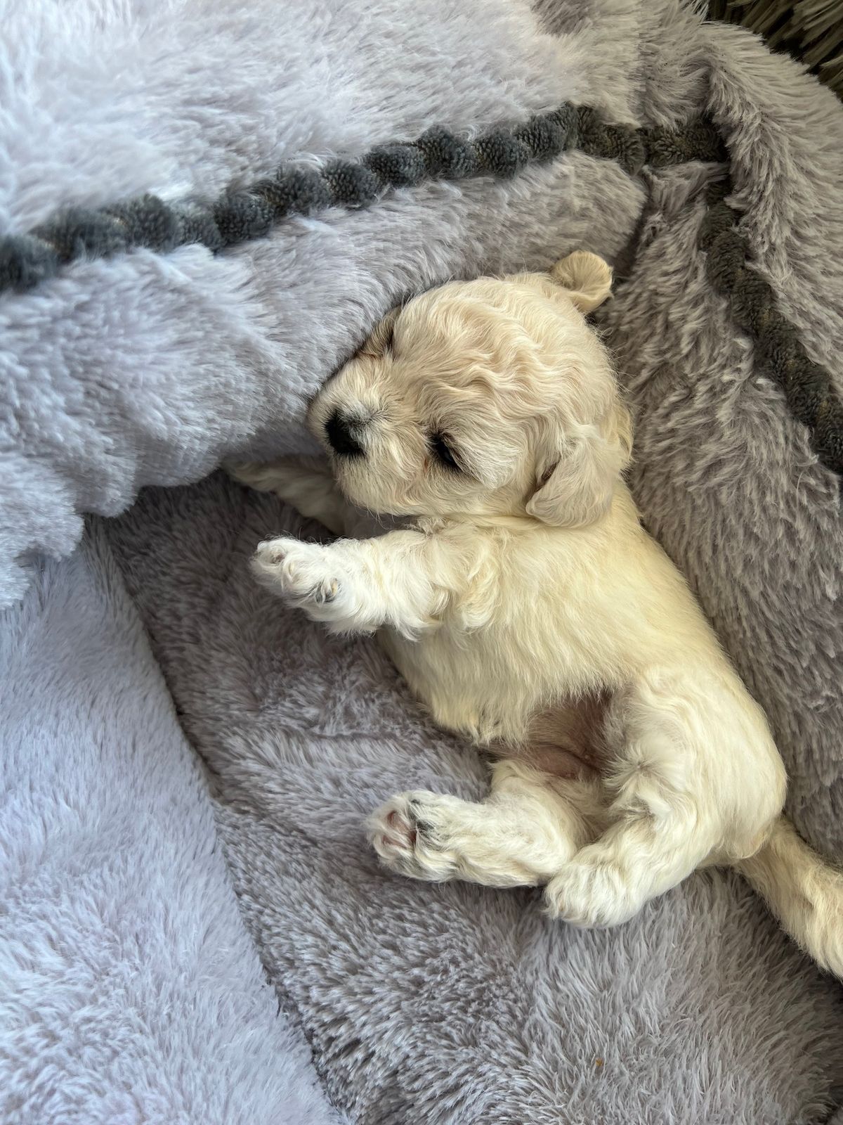 Mini Bichons Available for Adoption
