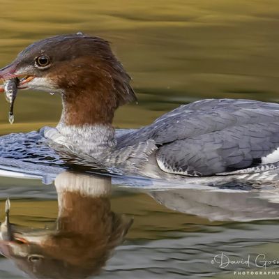 Scottish Water and FLS Partnership Ranger Service