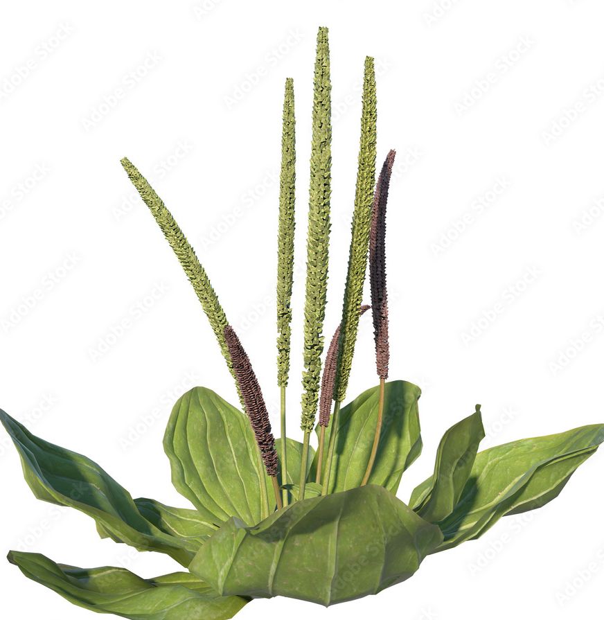 Plantain - Weedy Wednesday Materia Medica Series