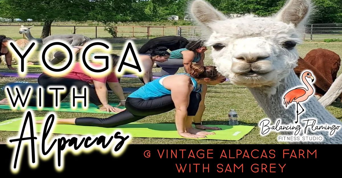 Yoga with Alpacas 