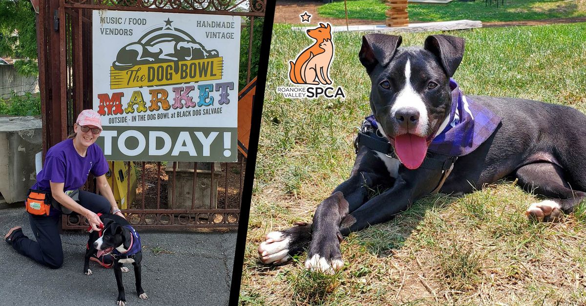 Dog Bowl Market at Black Dog Salvage