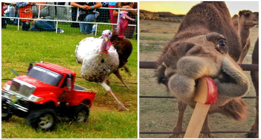 Open Farm Fun at the Oasis Camel Dairy