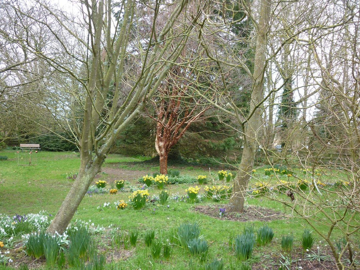 Twelve Tremendous Trees - talk by Gwenda Kyd