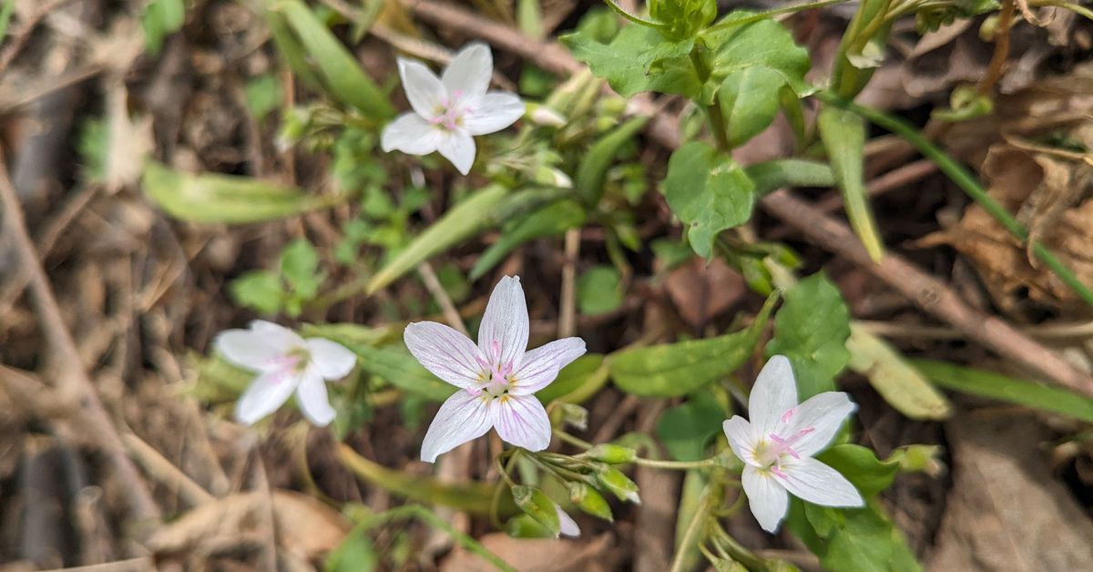 Native Plant Speaker Series: Connecting the Dots: Pollinators, Plant Diversity & Pests w\/ Joe Boggs