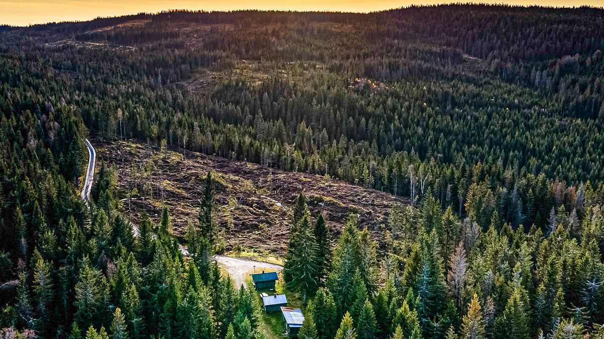 Hva skal skogen brukes til?