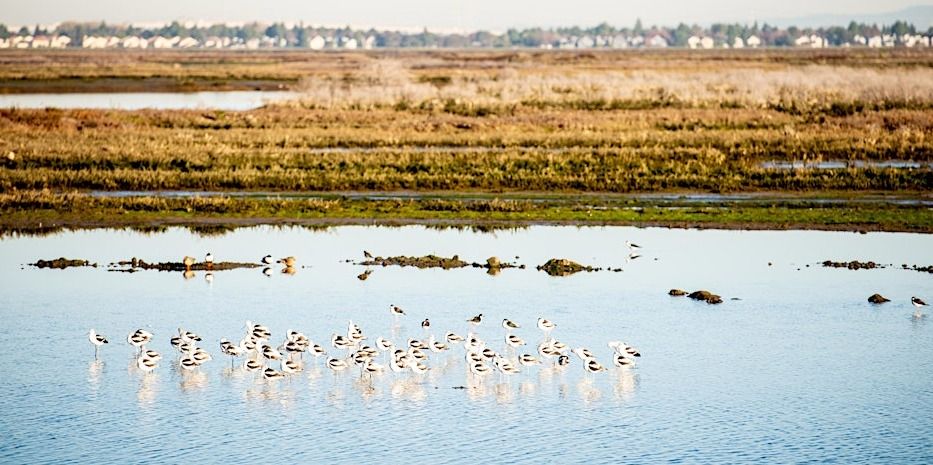 Bair Island Walking Tour