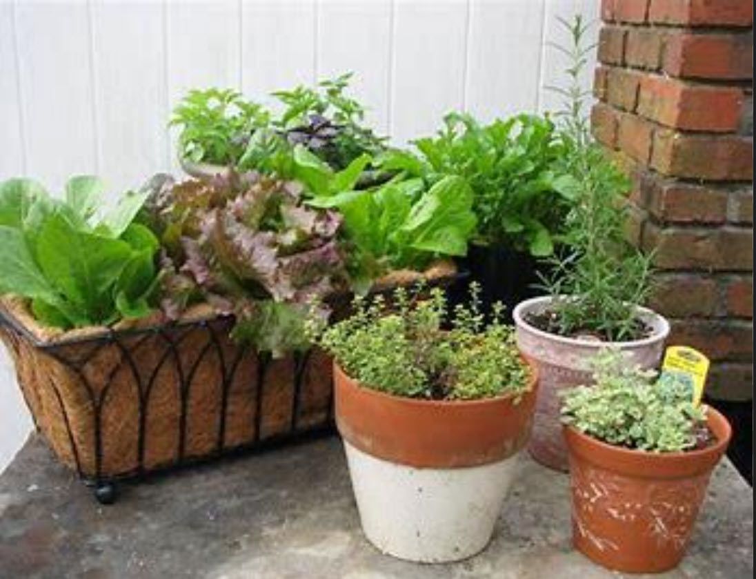 Container Gardening with Edibles