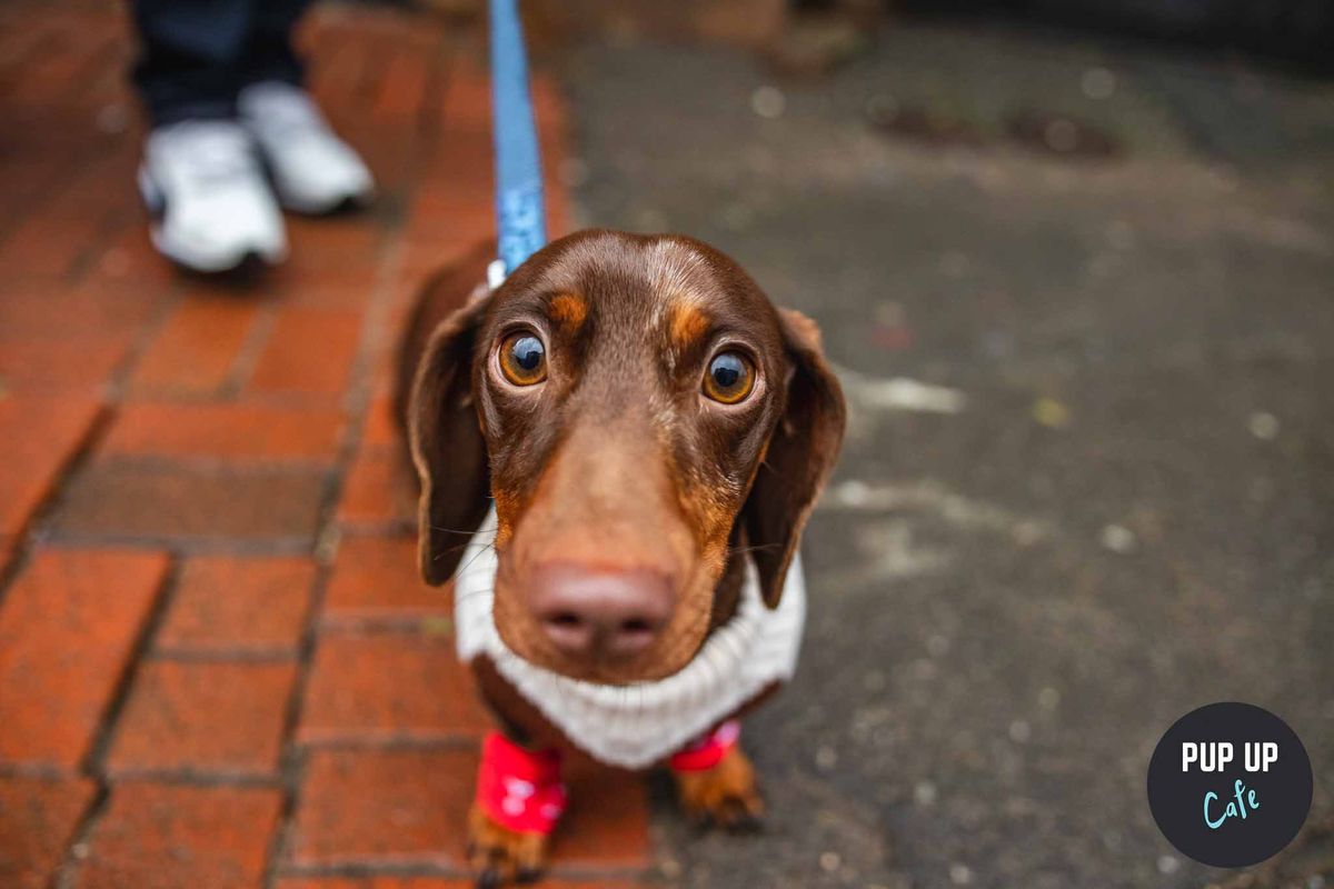 London - Dashing Dachshund Christmas Tour \ud83c\udf84