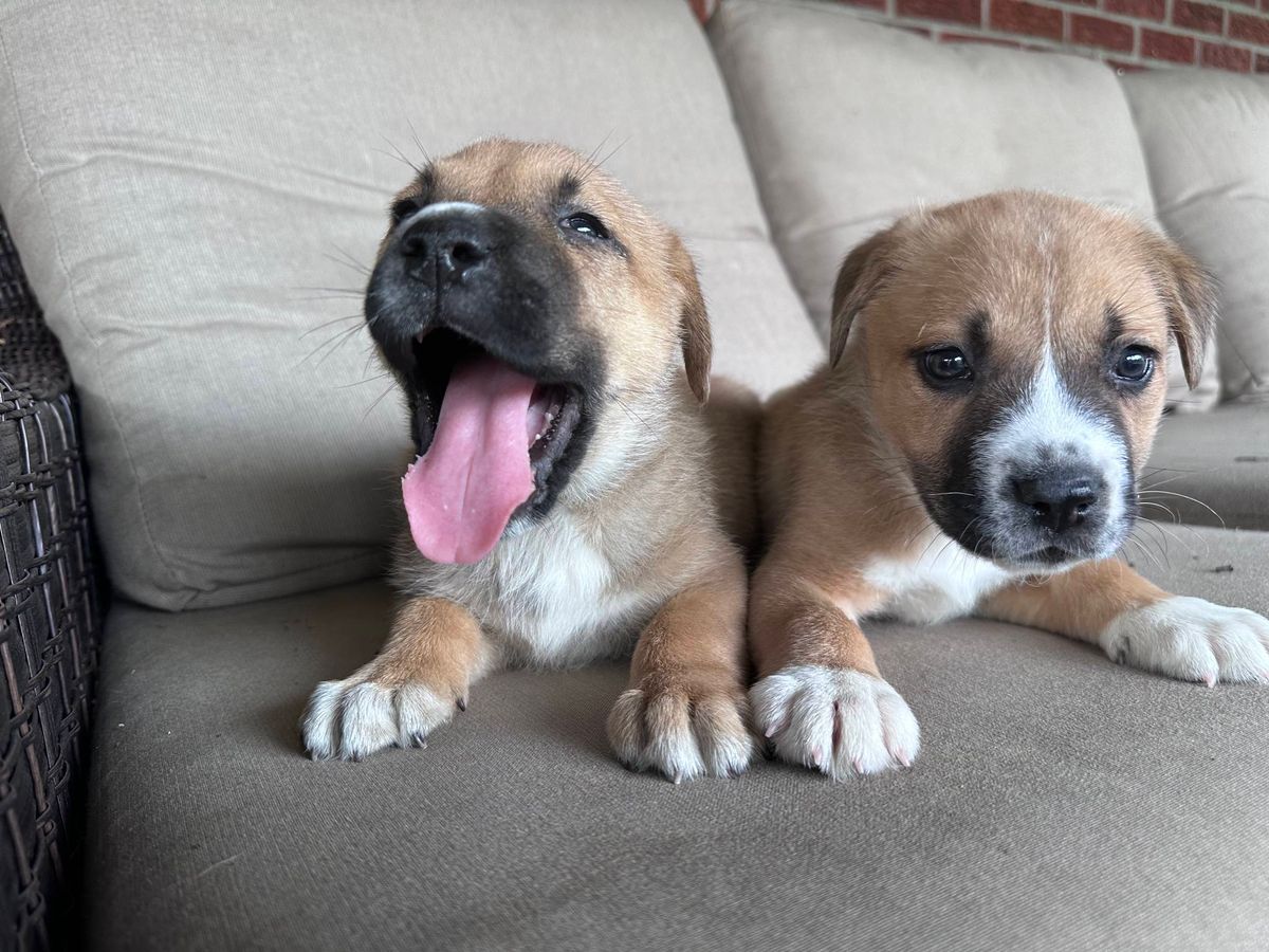 Puppy Yoga with Yogasix @Wiseacre 