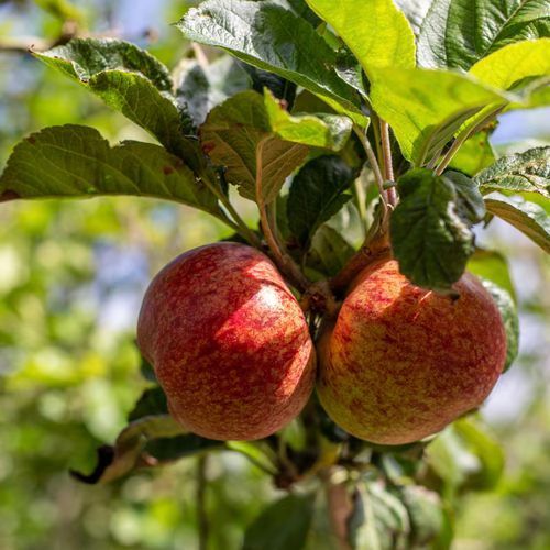 Caring for an Orchard - Summer