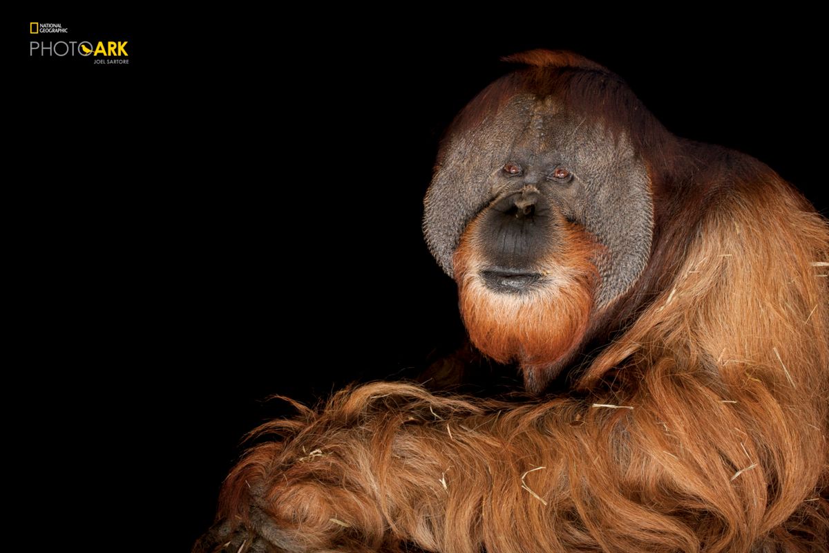 Joel Santore