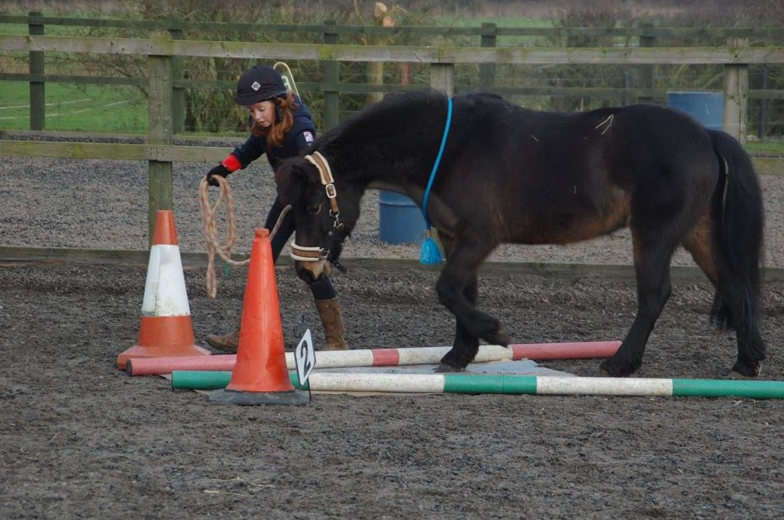 Horse agility and in-hand training