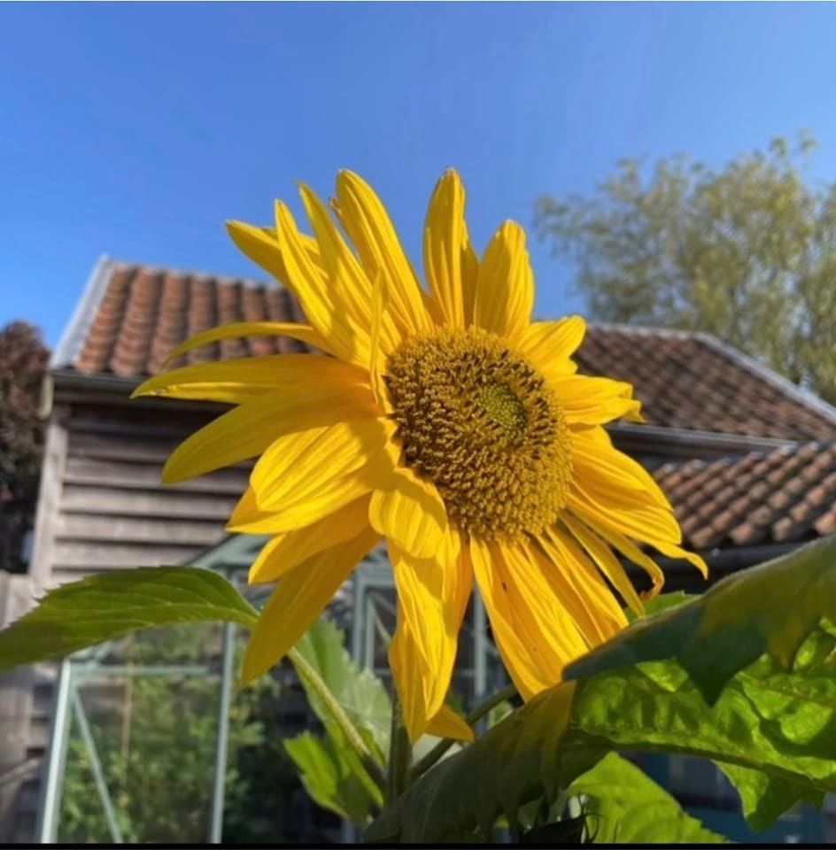 Itteringham Village Open Gardens