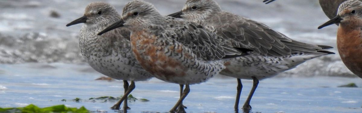 1st Annual Tybee Spring Shorebird Festival