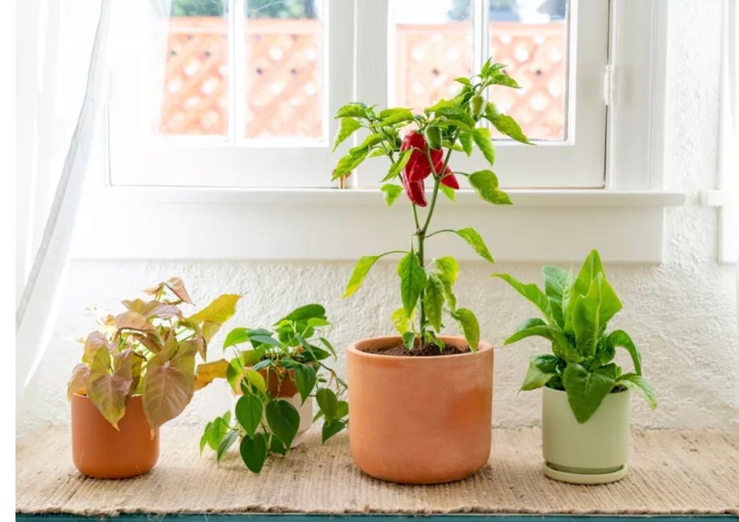 Indoor Gardening For Beginners 