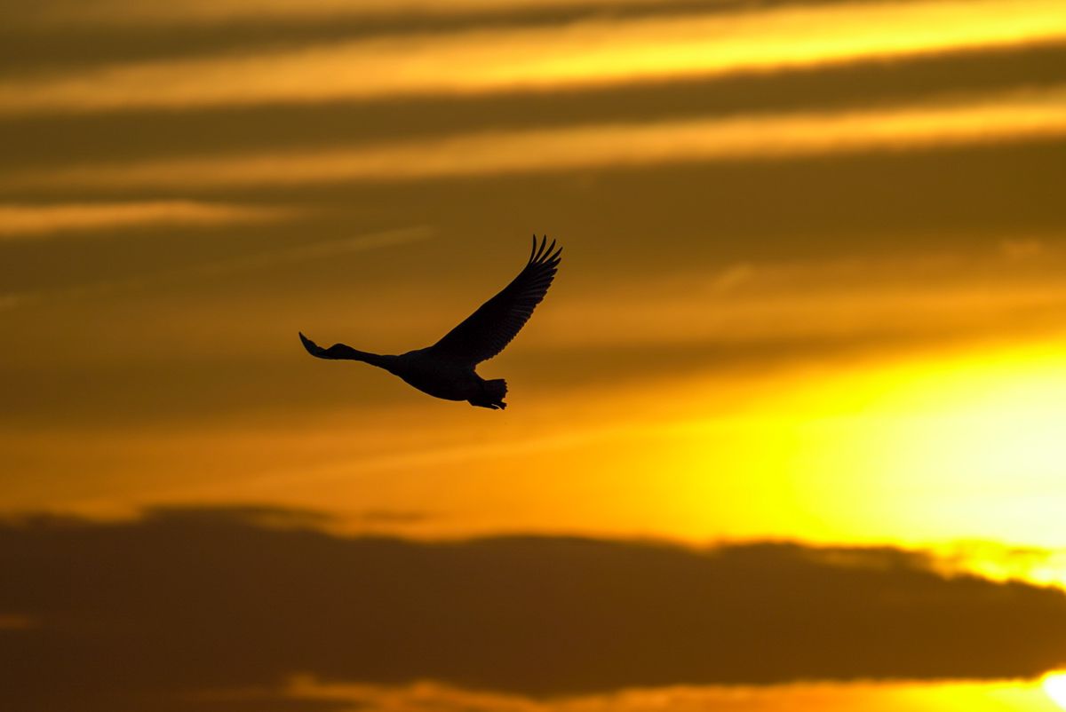 Sunset Walks at RSPB Frampton