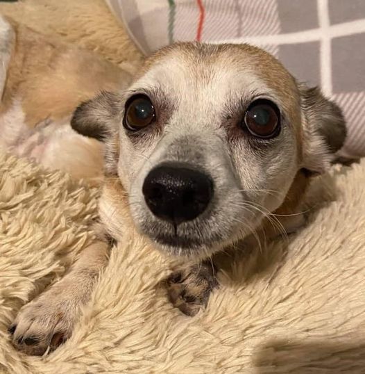 U70cipnxnuhbqm Petsmart Events July 2022 22312