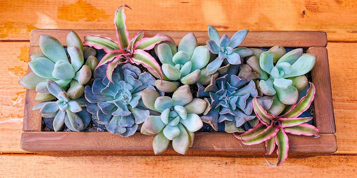 Nov. 21: DIY Thanksgiving Succulent Centerpieces at Cigar City Brewing