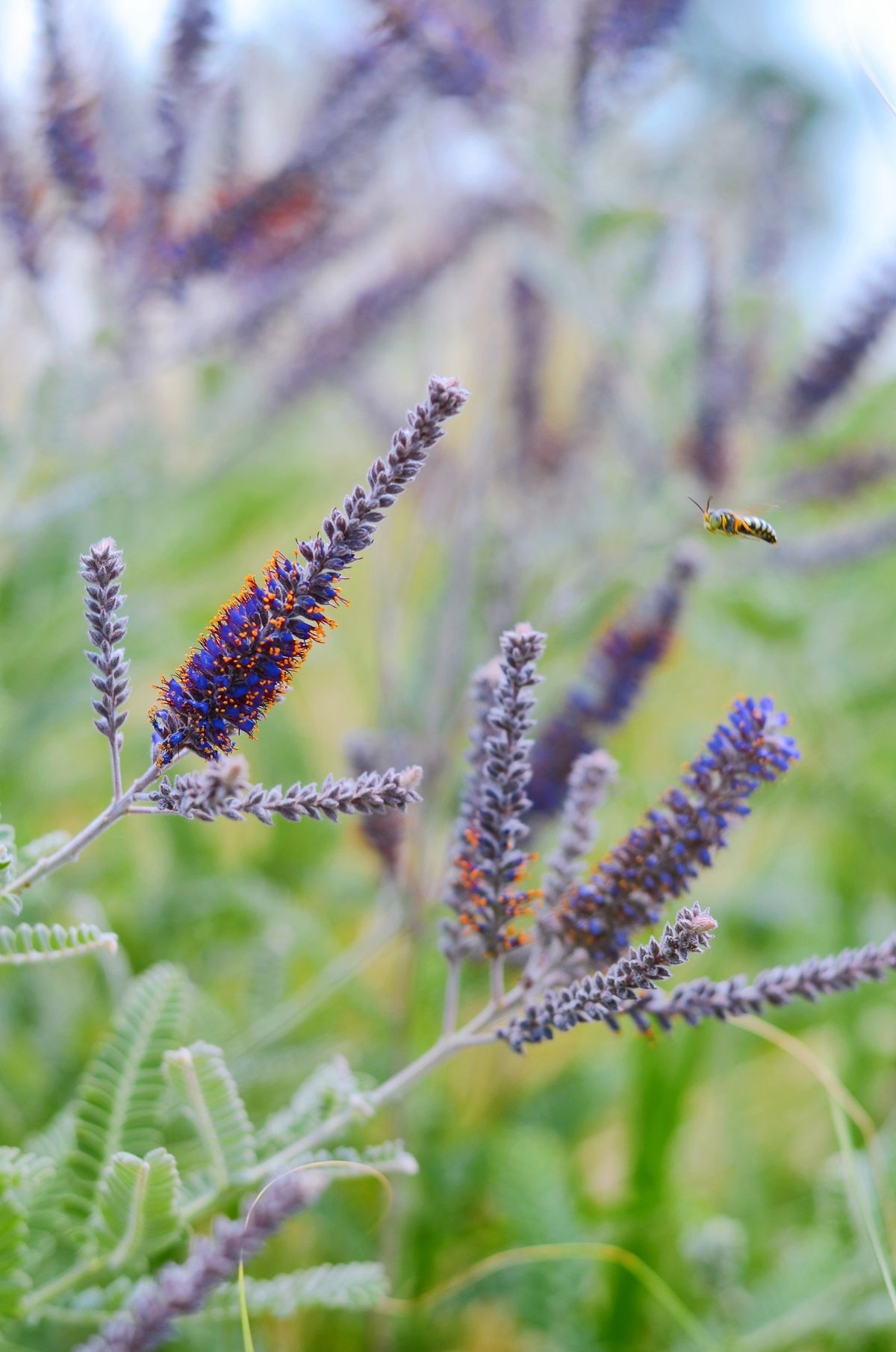 Nature Discovery Days at Old Cedar Ave: Seeds on the Go