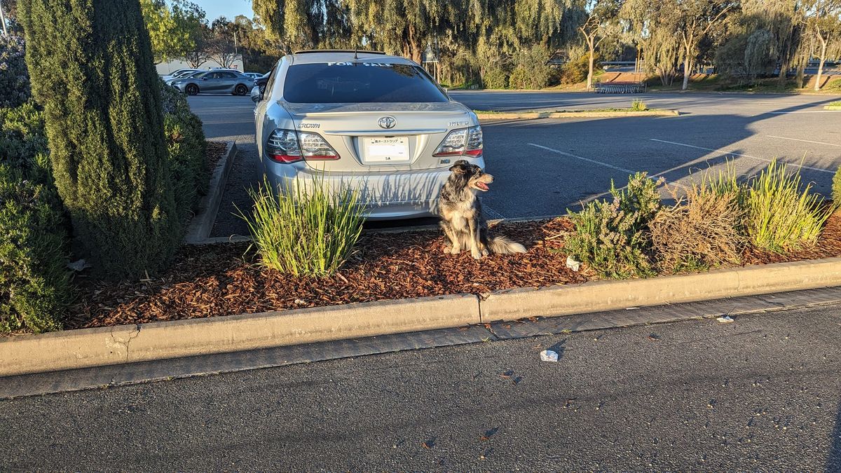 Cars, K9s & Coffee