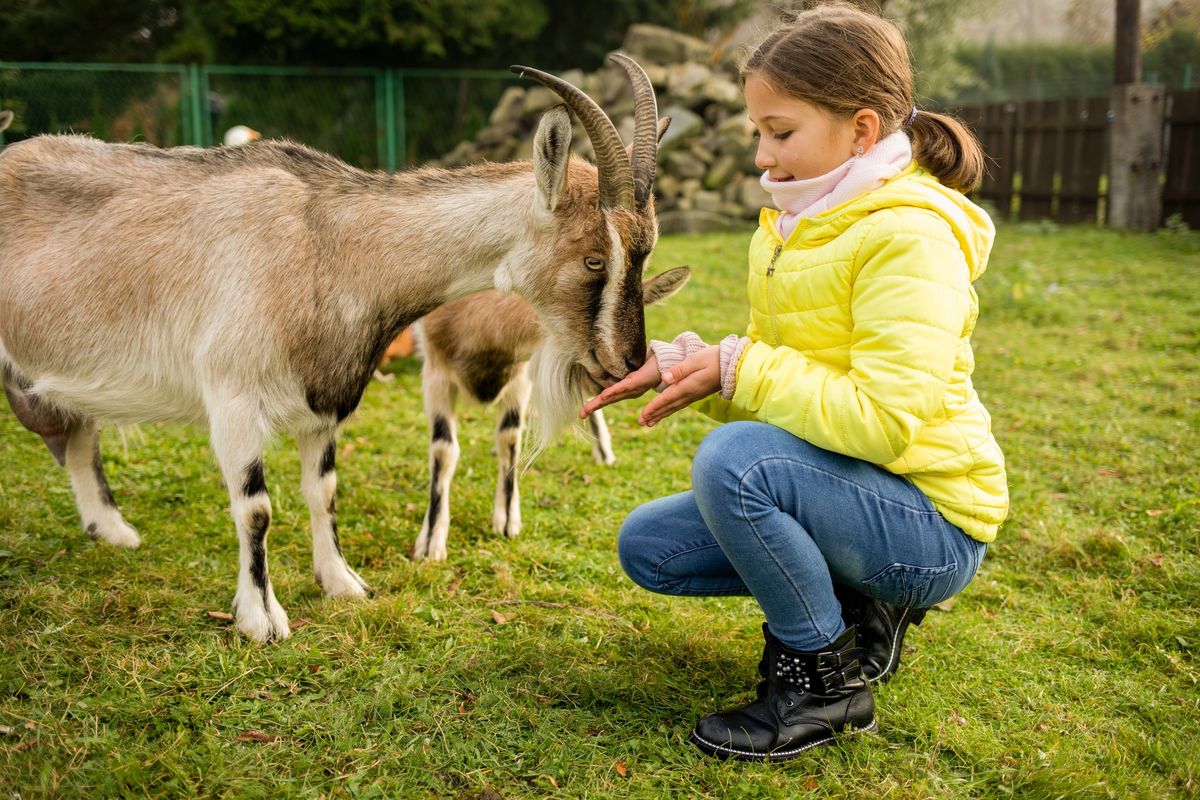 Home Education Bird & Animal Work Shops