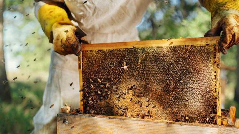 Beekeeping: After the Basics