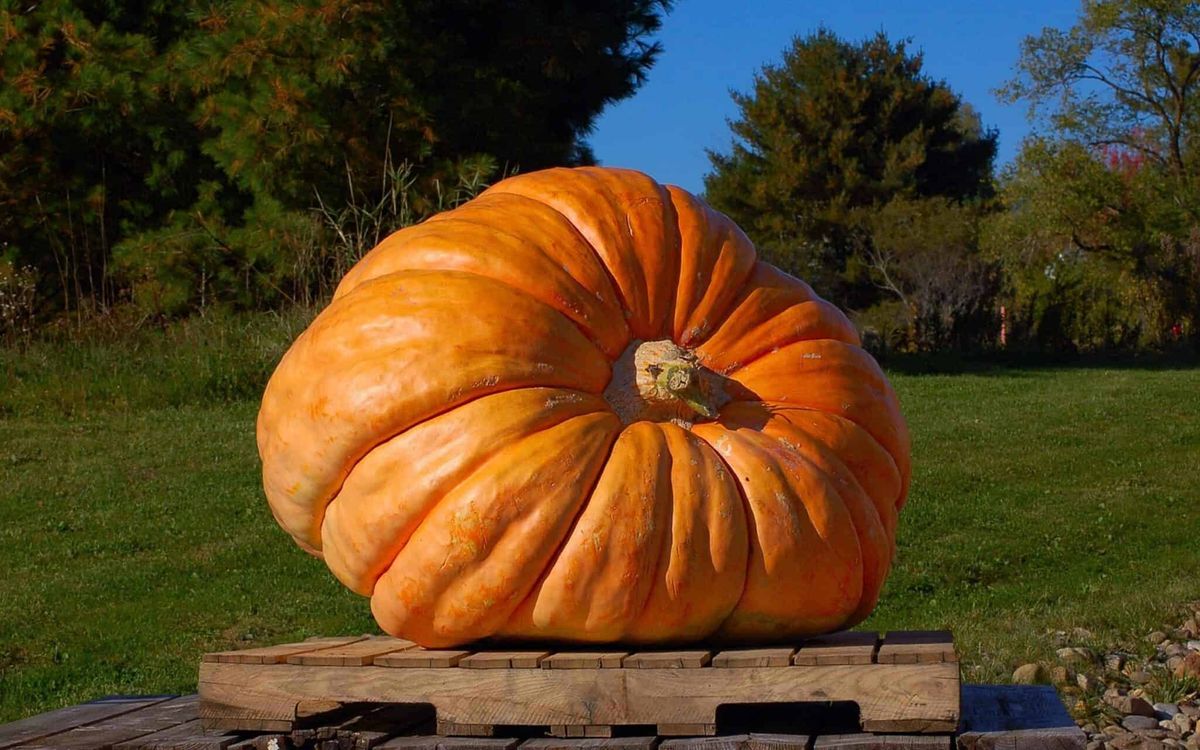 Grand Pumpkin Growing Contest