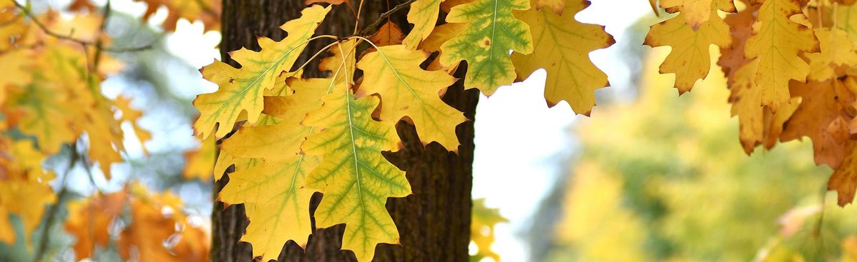 Morning Trails Walk: Fall Tree Tour