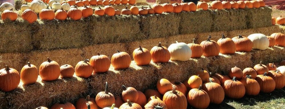 Pioneer Technology and Arts Academy at the Miners' Pumpkin Patch