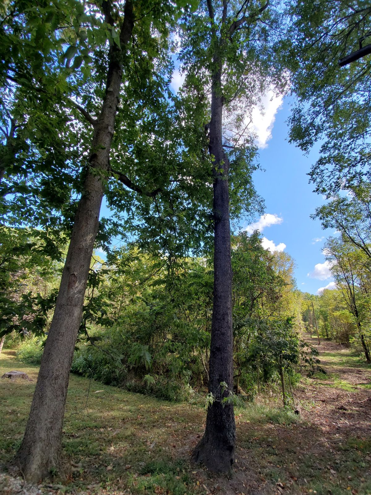 Forest Meditations